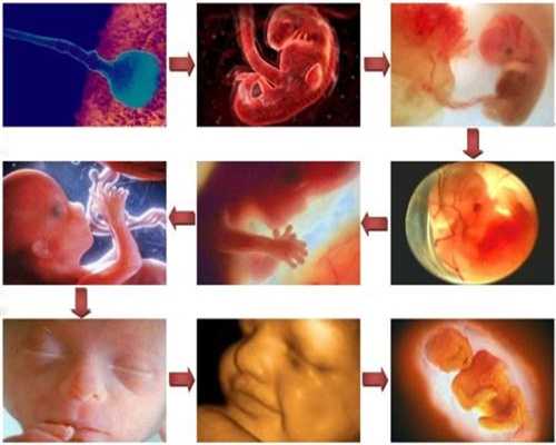 深圳代孕生儿子多少钱_见红是胚胎质量不好吗